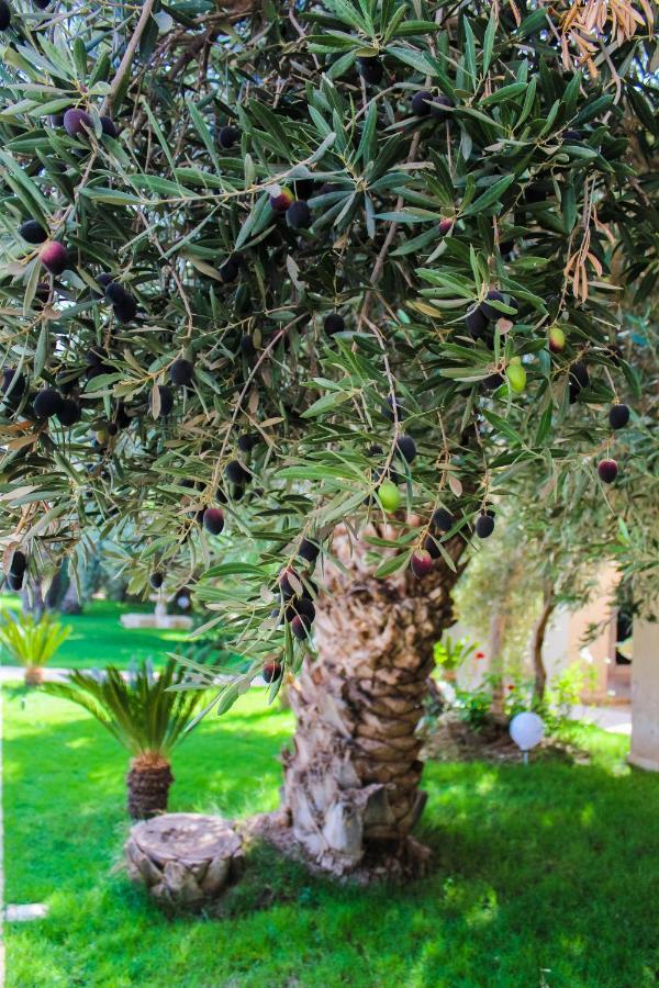 Riad Le Jasmin タルーダント エクステリア 写真